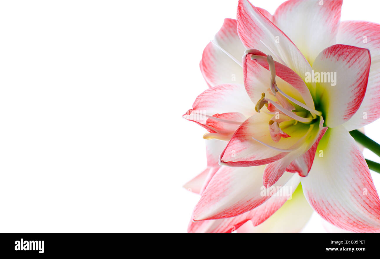 Hippeastrum flower. Family: Amaryllidaceae. In the language of flowers means: splendid beauty, pride. File with clipping path. Stock Photo