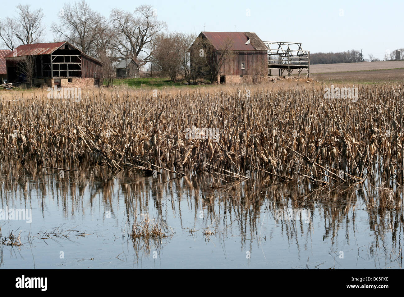 Crops rotting in flooded field Stock Photo Alamy