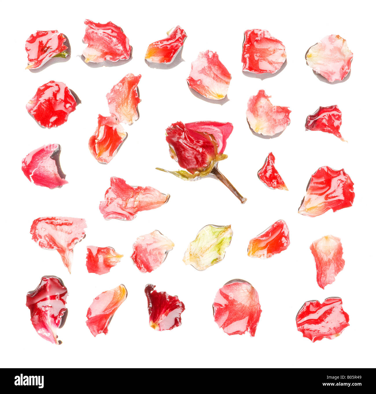 Full frame of rose petals Stock Photo