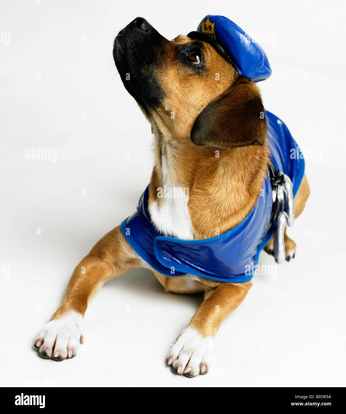 Dog wearing police costume hires stock photography and images Alamy