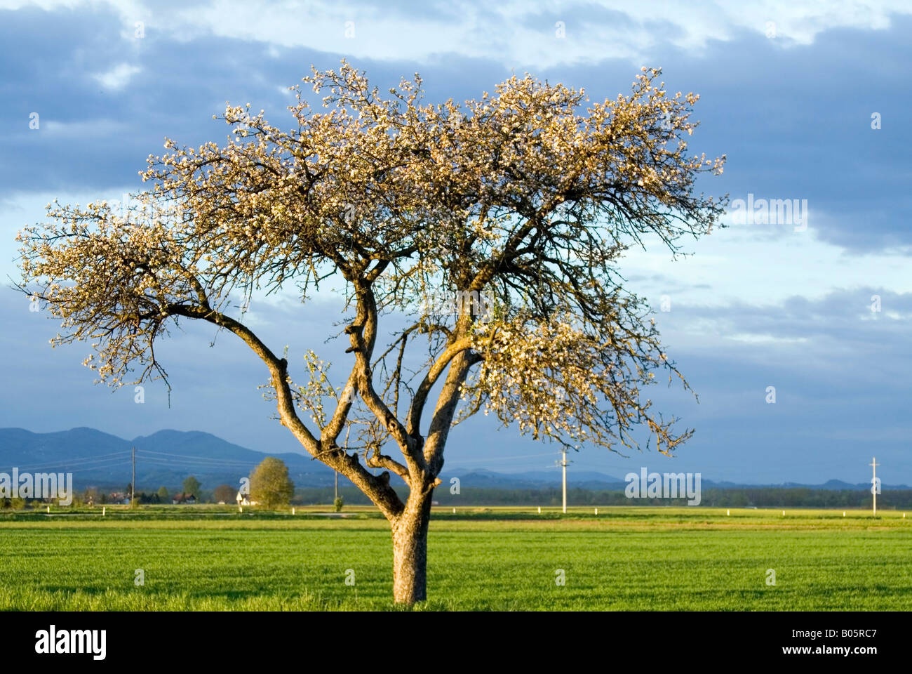 Lonely blooming tree in the spring. Stock Photo