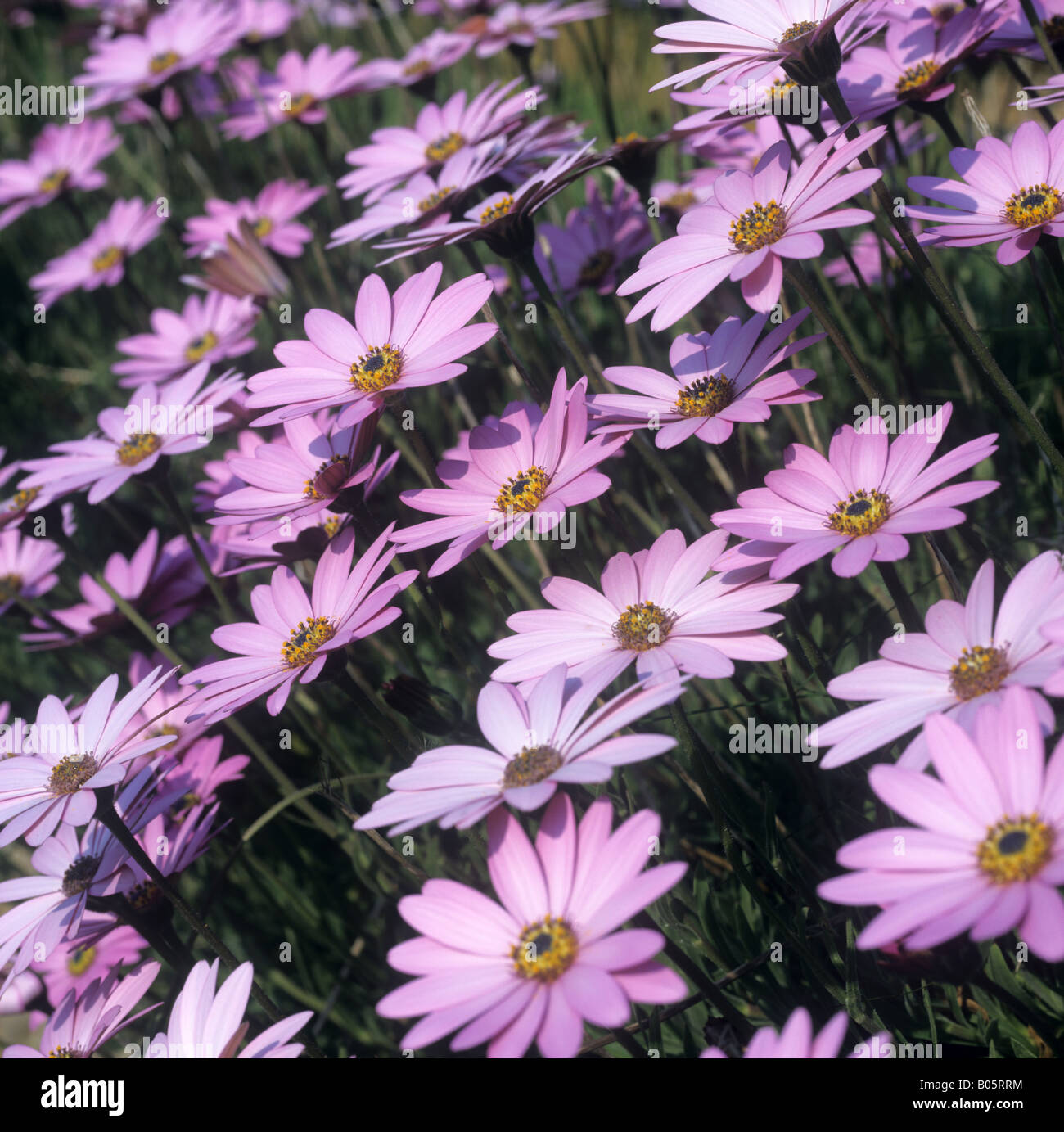 Osteospermum jucundum lilac flowers Stock Photo