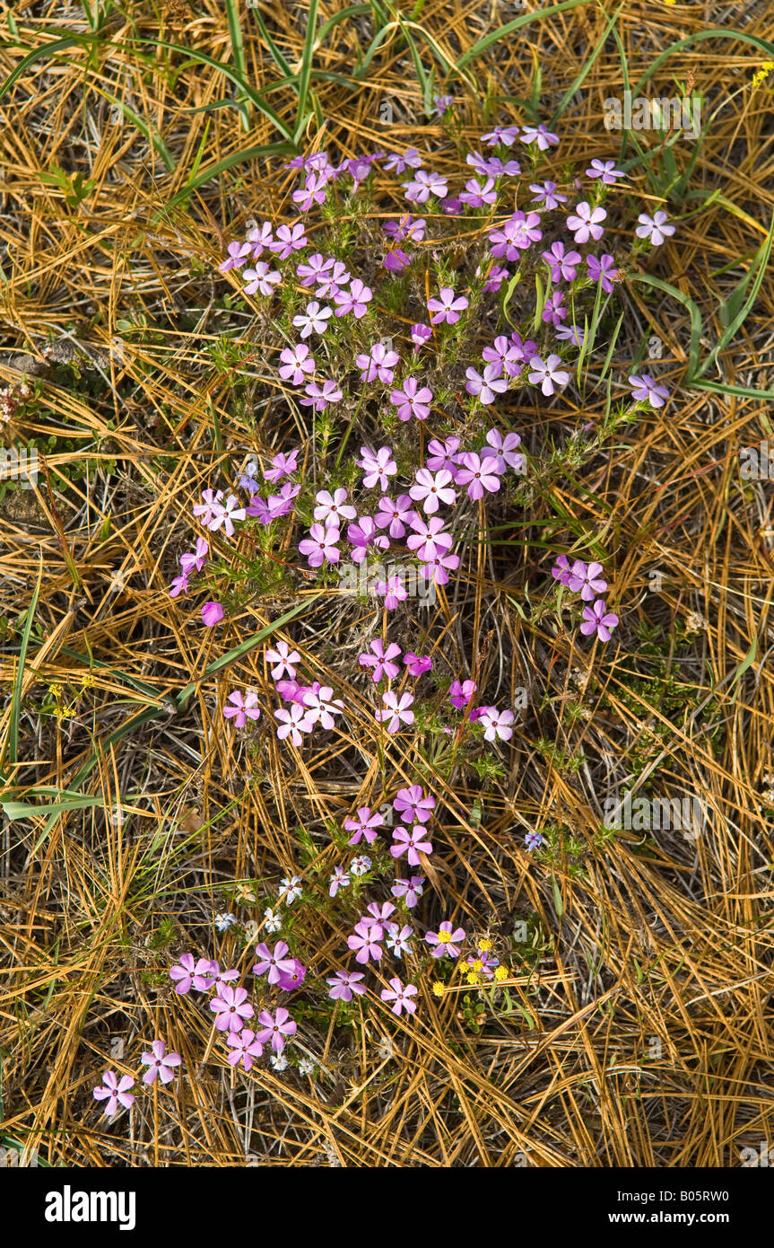 Rough And Ready Botanical Wayside