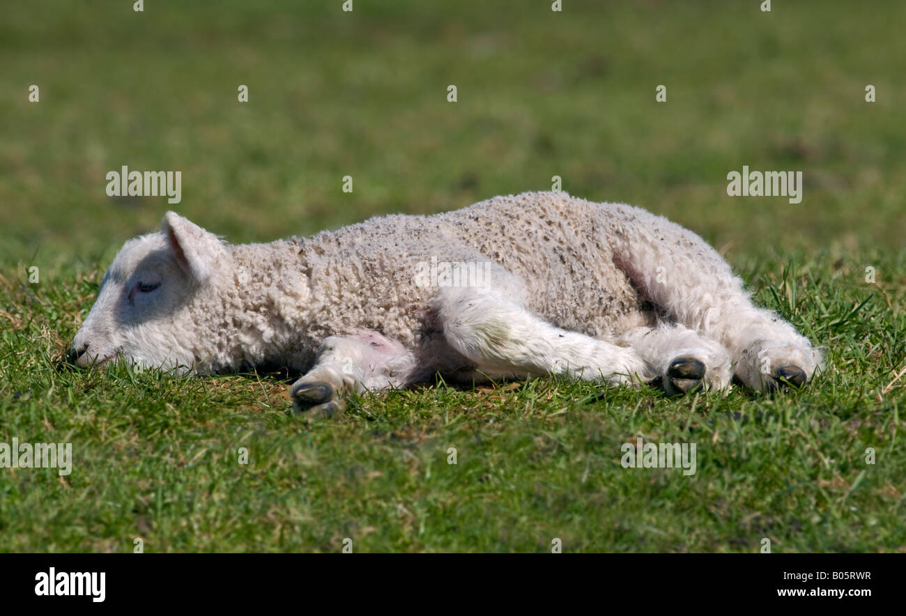 Sheep lamb lying down in hires stock photography and images Alamy