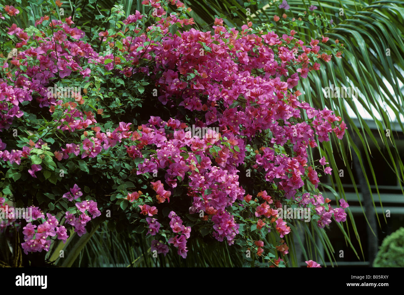 Climbing bougainvillea hires stock photography and images Alamy