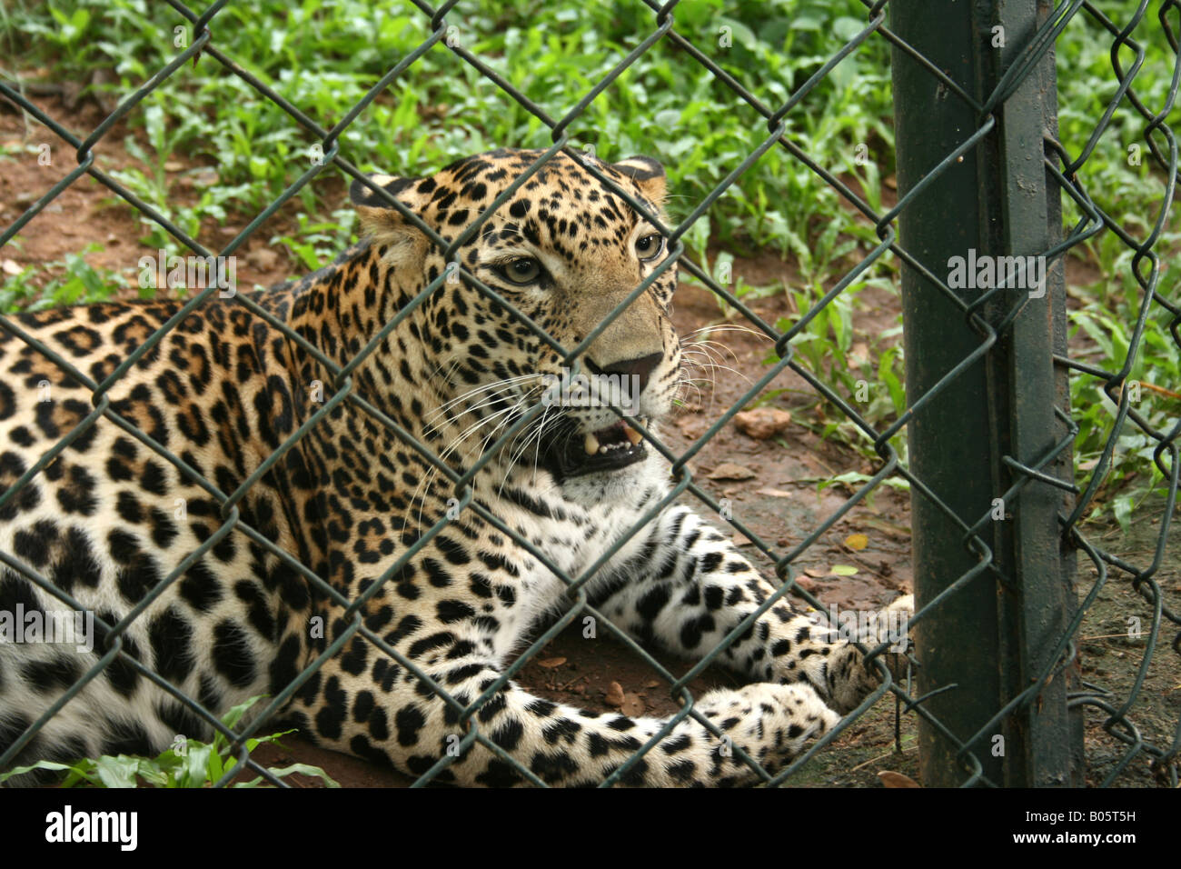 Leopard in captivity Stock Photo