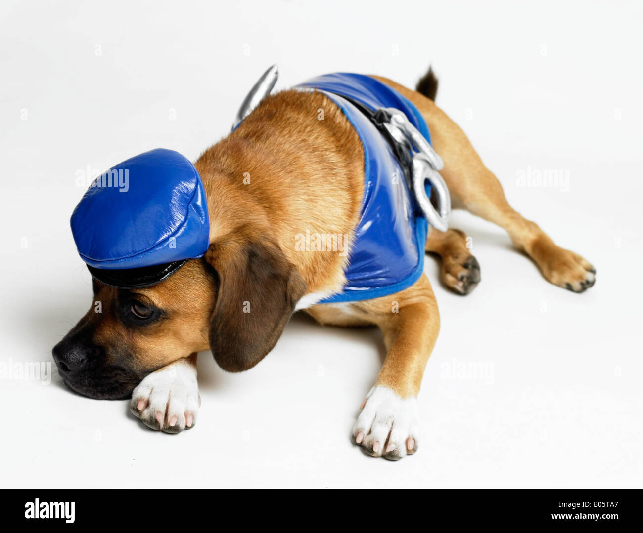 Dog wearing police costume hires stock photography and images Alamy
