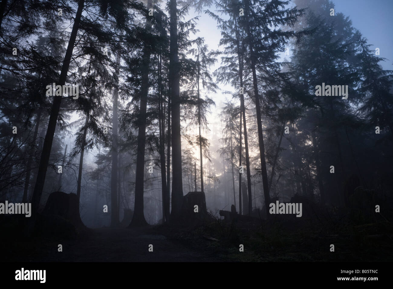 trees in the early morning winter mist Stock Photo - Alamy