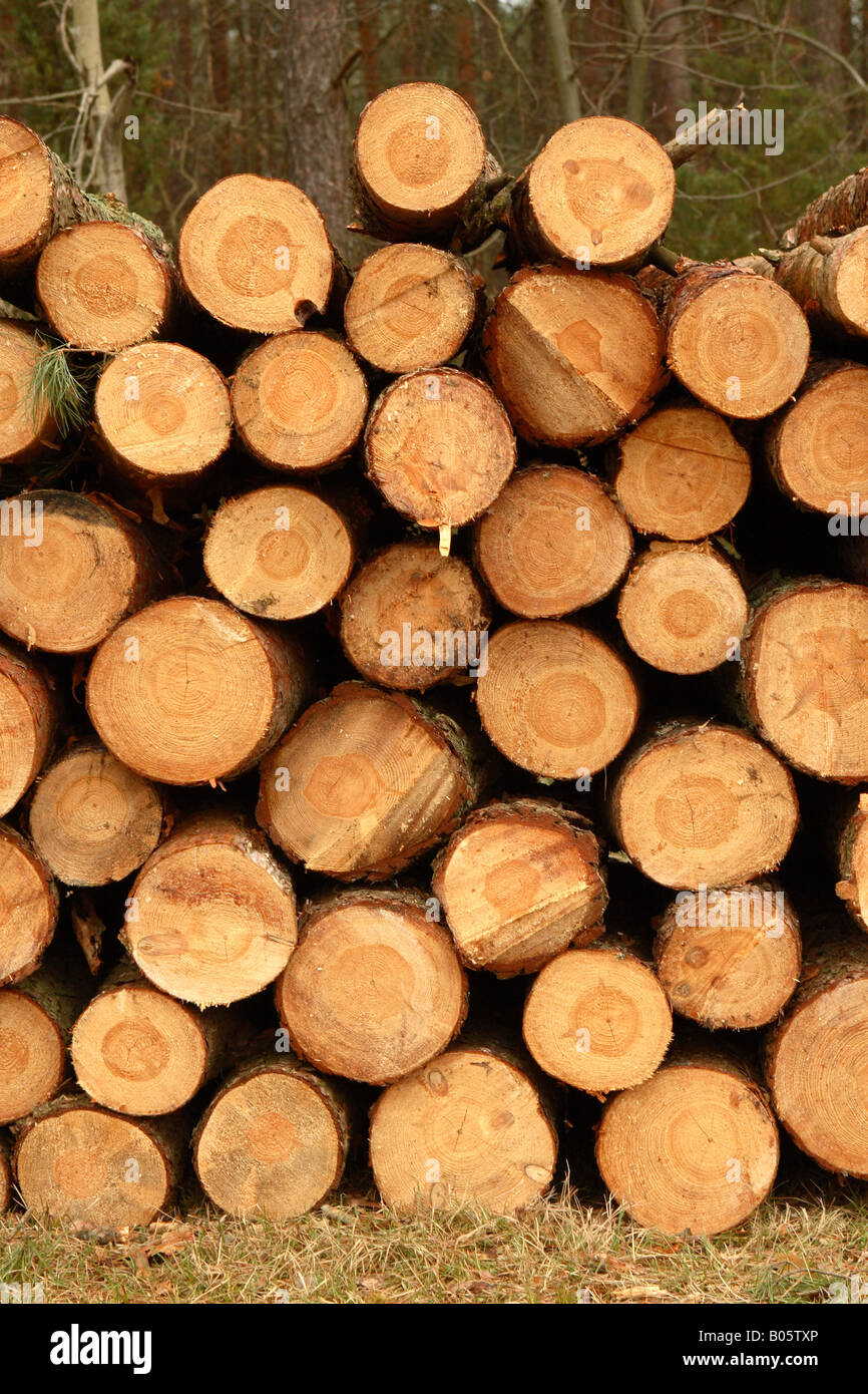 Cut red pine tree trunk timber lumber logs stacked in forest clearing
