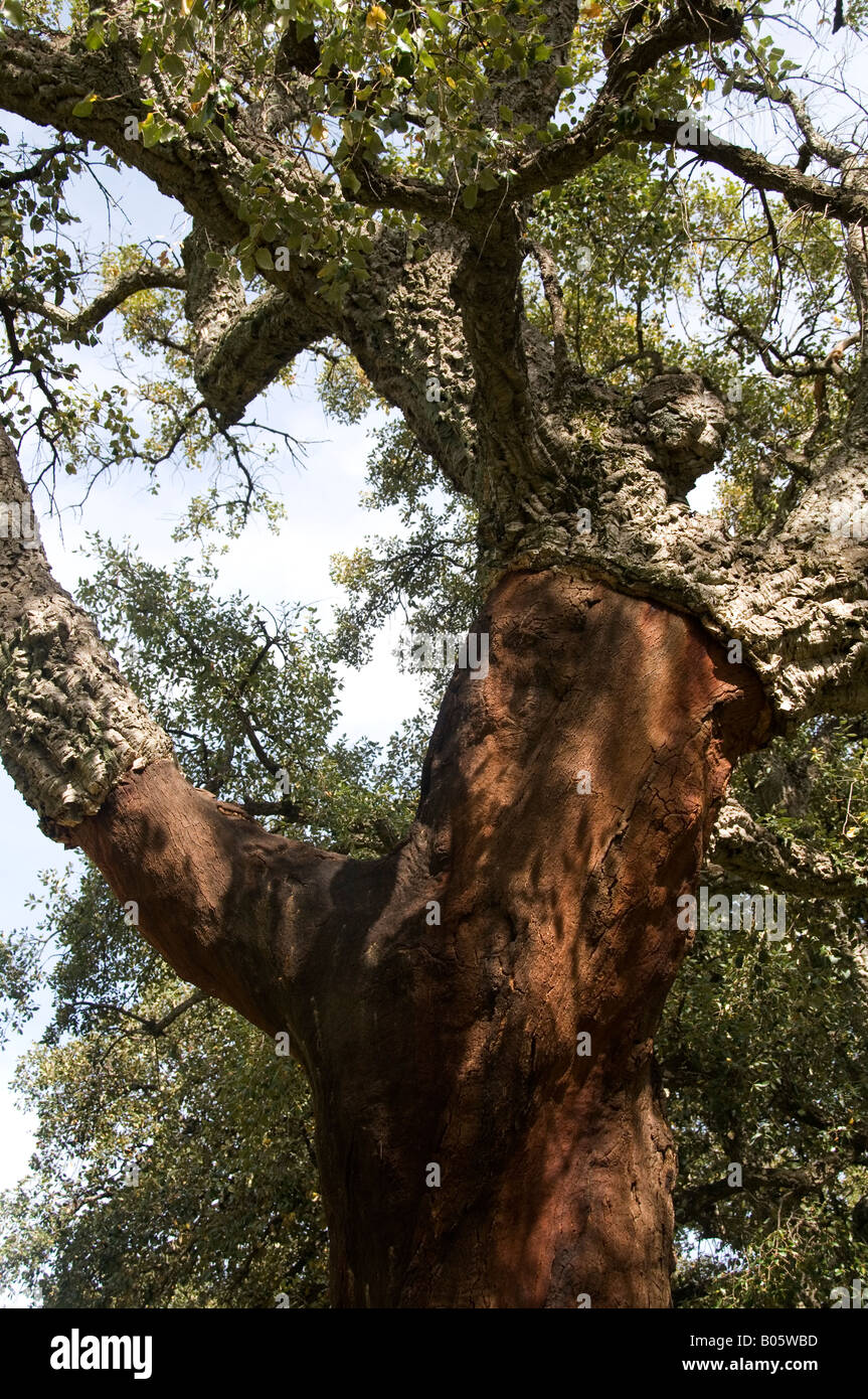Spain Andalucia April 2008 Cork trees with cork removed Stock Photo Alamy