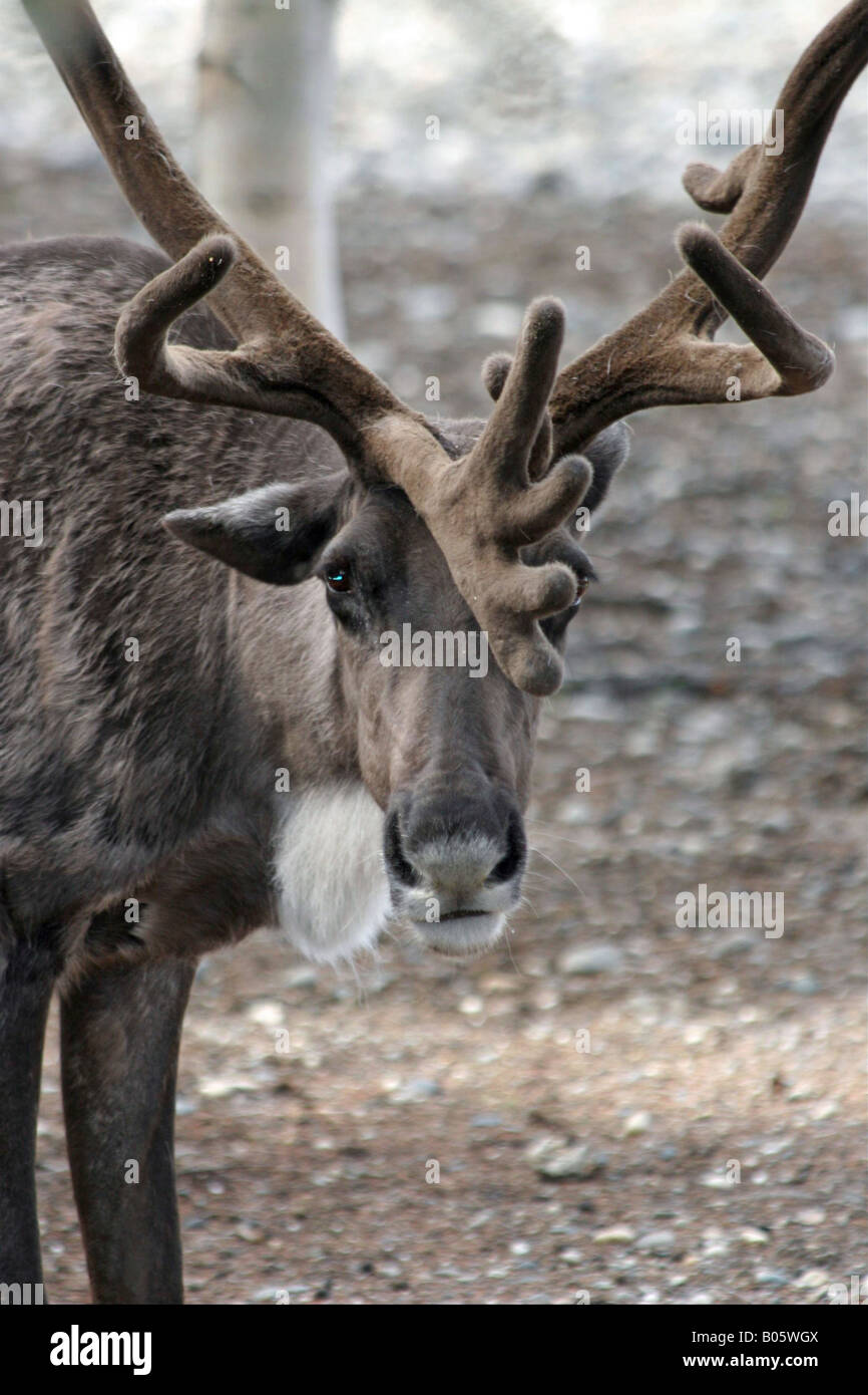 North pole alaska santa hires stock photography and images Alamy