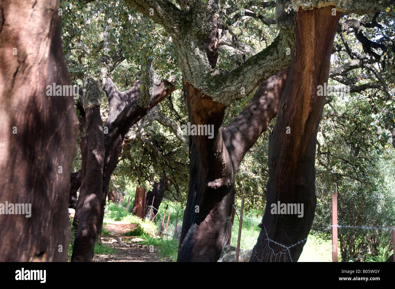 Spain Andalucia April 2008 Cork trees with cork removed Stock Photo Alamy