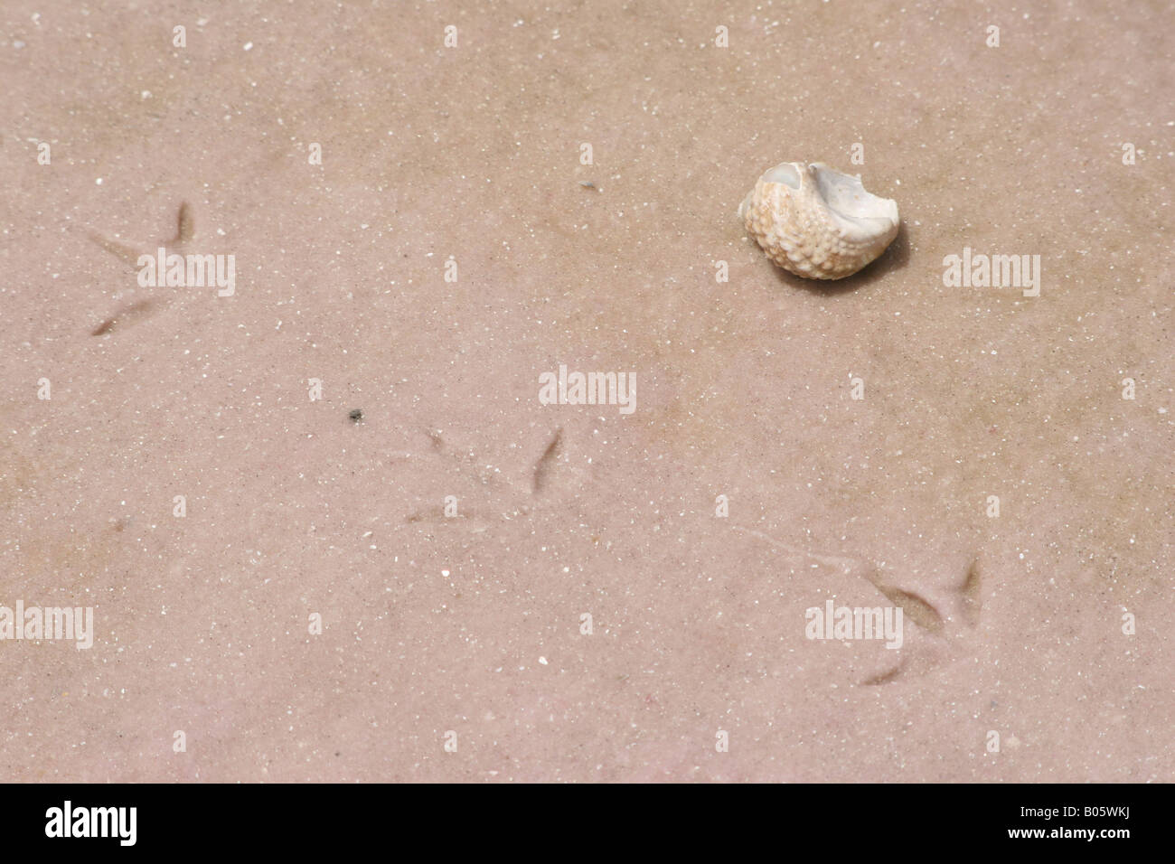 Shell with Bird Tracks Stock Photo - Alamy