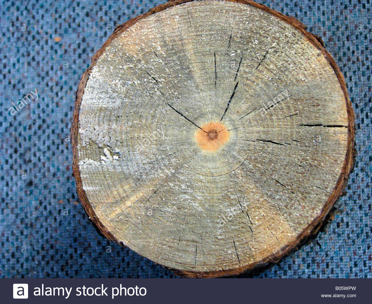 Blue Stain Fungus Stock Photos & Blue Stain Fungus Stock Images Alamy