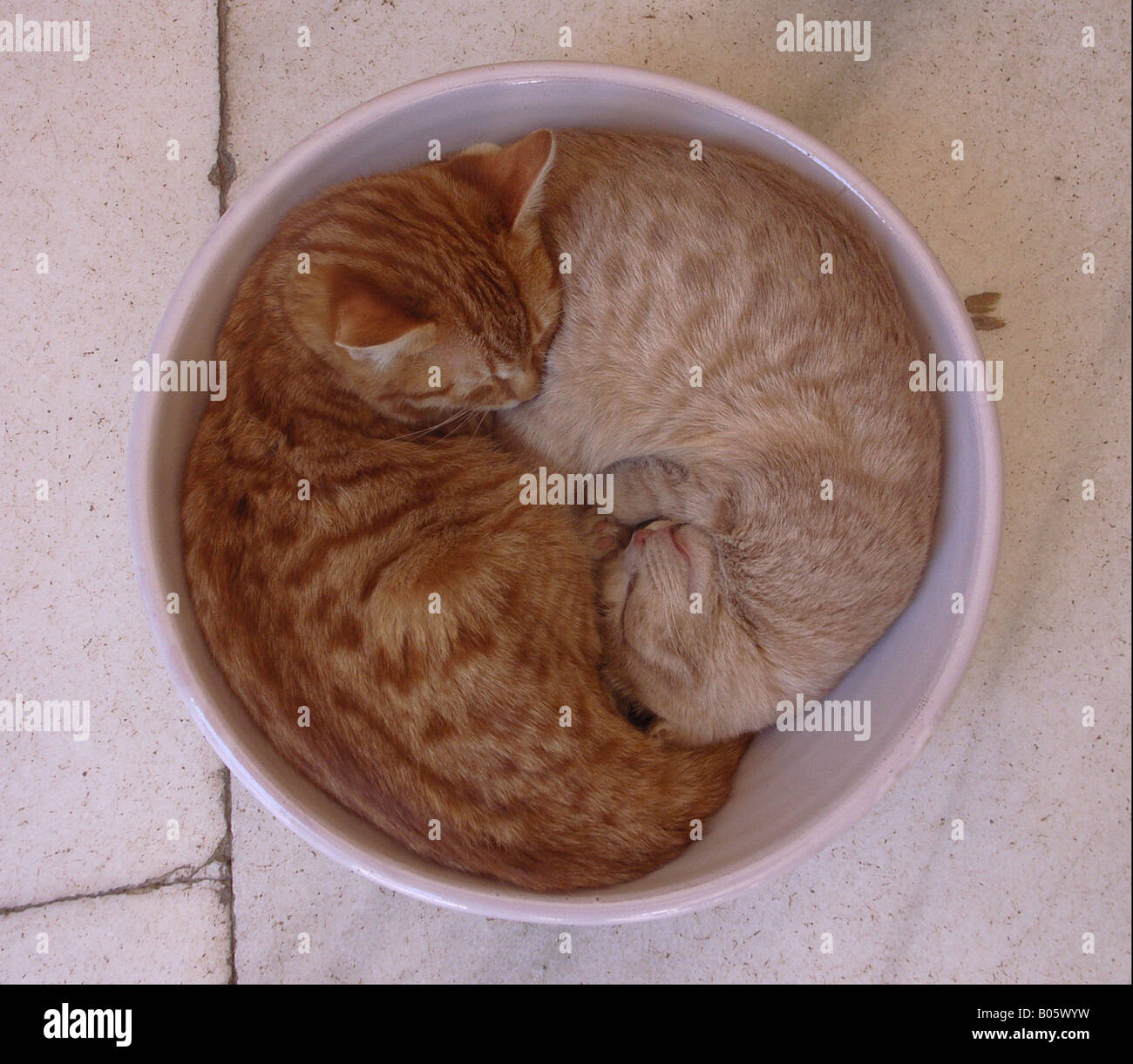 Cat bowl sleep hires stock photography and images Alamy