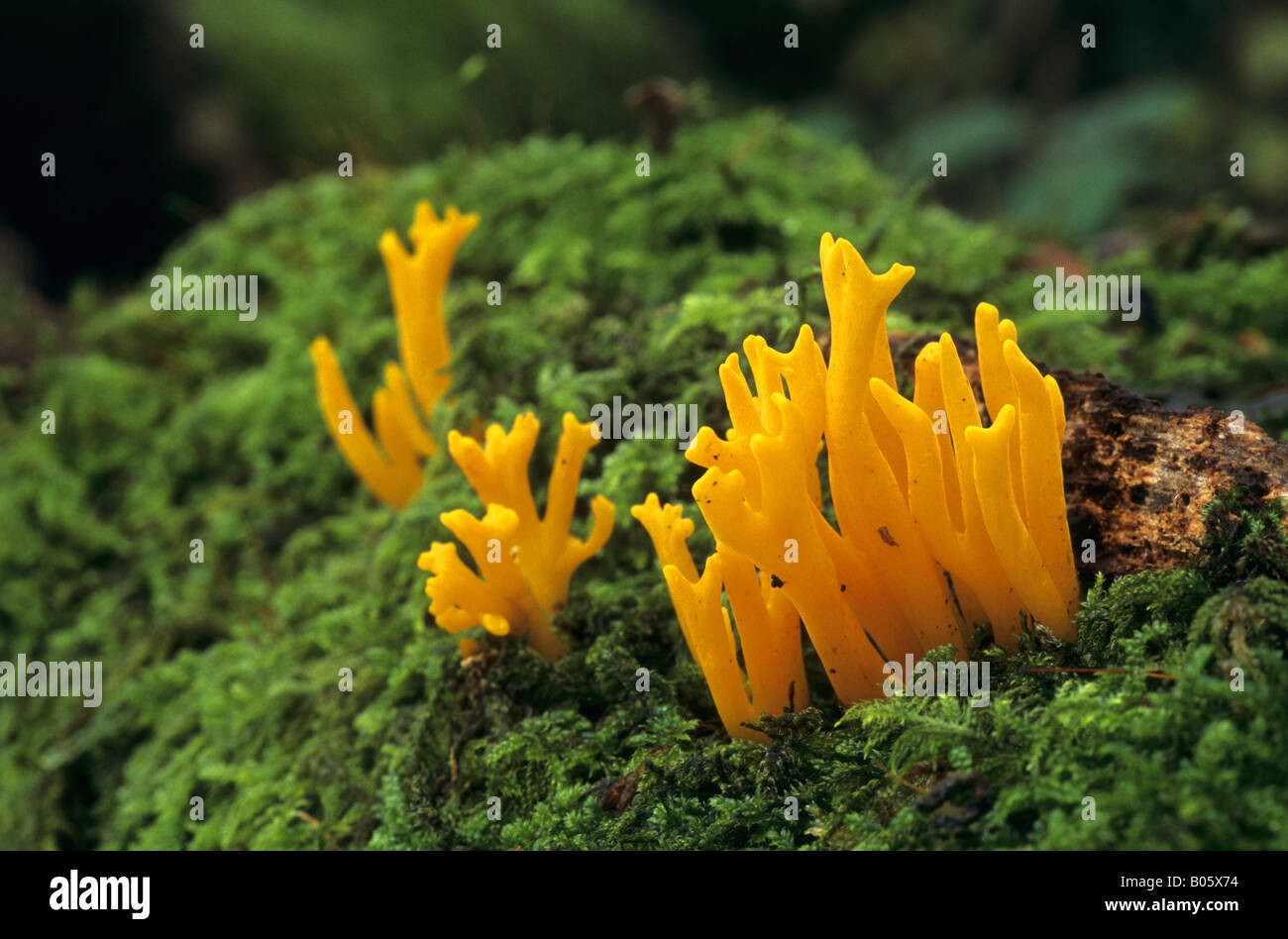 jelly antler fungus Calocera viscosa amongst moss Stock Photo