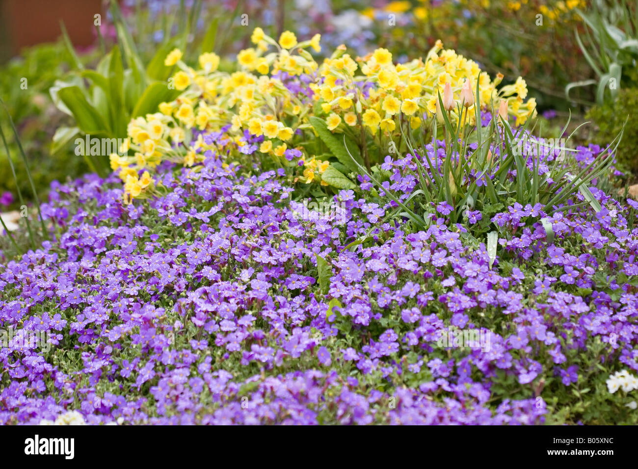 Purple Aubretia and Yellow Cowslips (Primula veris) in bloom in Spring garden Stock Photo