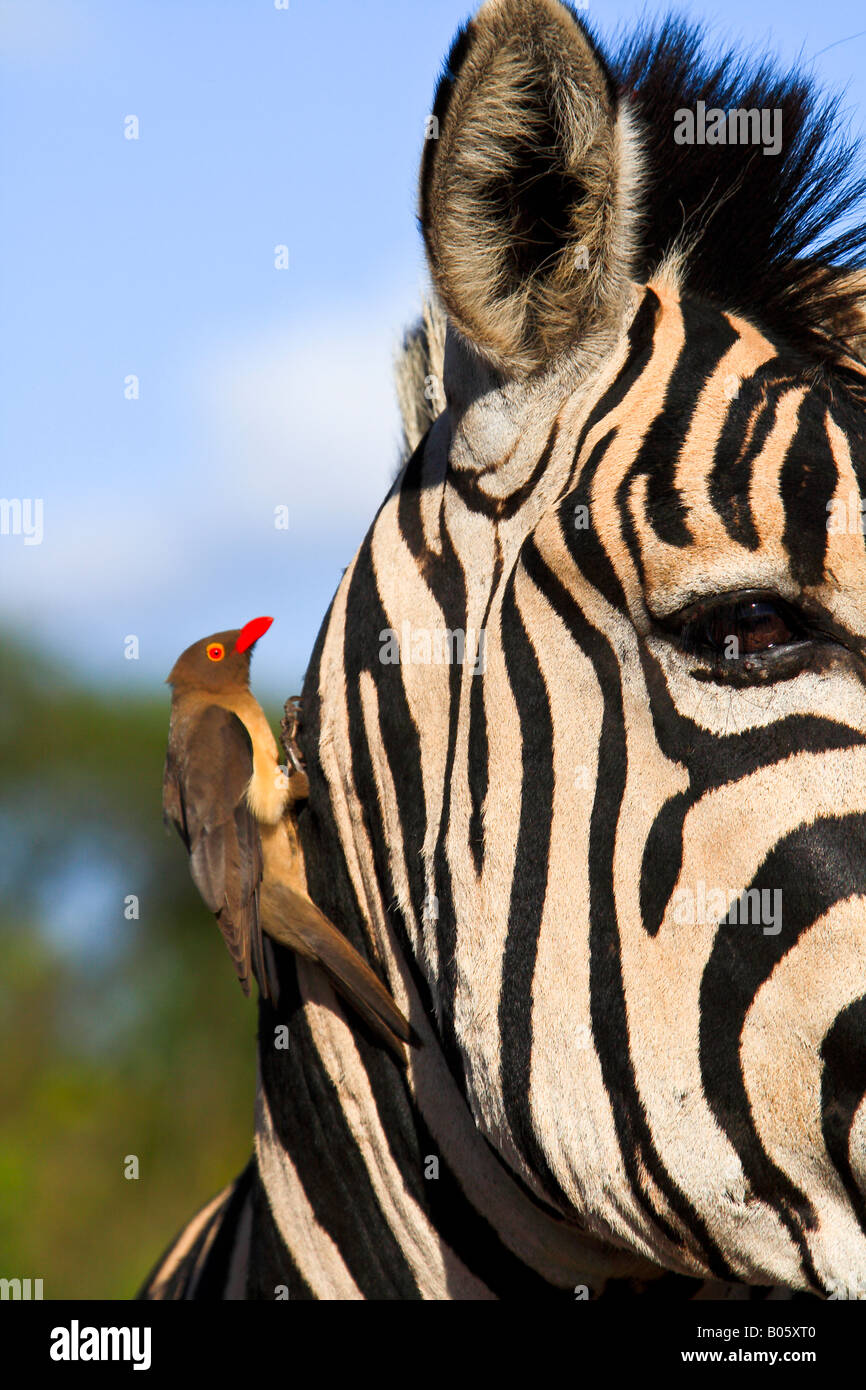 Red billed oxpecker perched on a Zebra's head, Hluhluwe Imfolozi Stock Photo