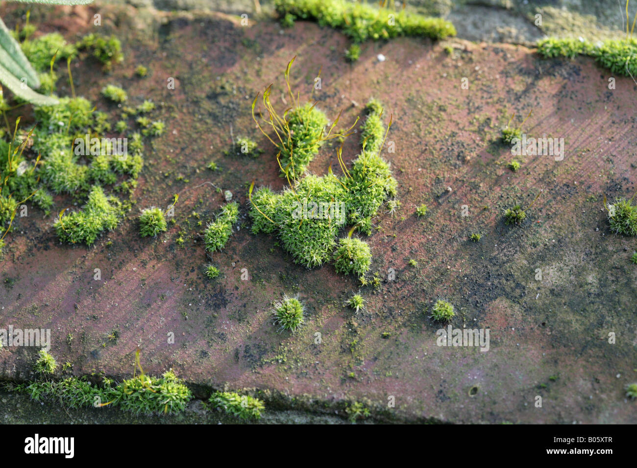 Tortula muralis Screw- Moss growing on a wall in a Cheshire Garden,on a sunny winter day Stock Photo