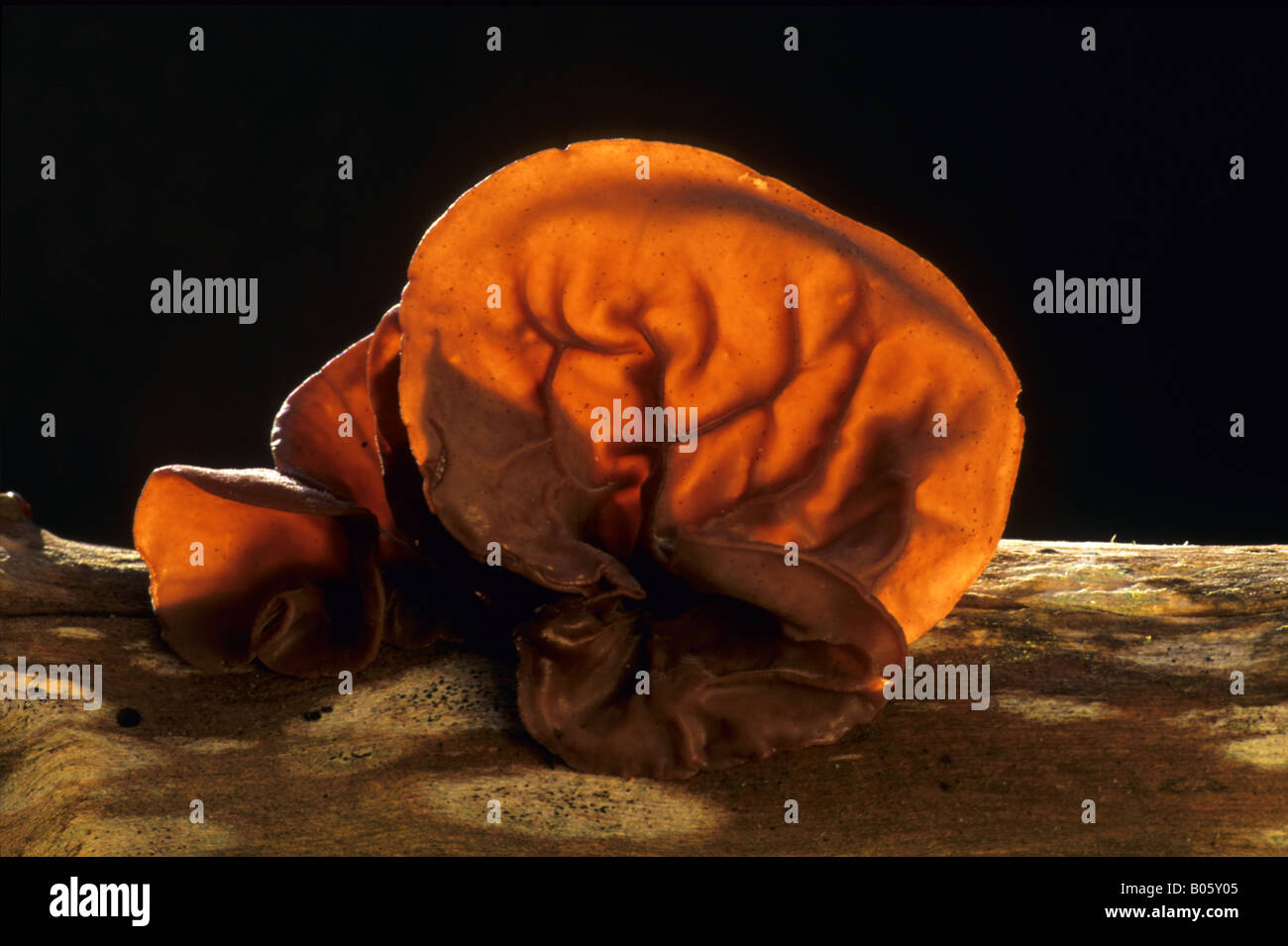 jews ear fungus Auricularia auricula judae on rotten log Stock Photo