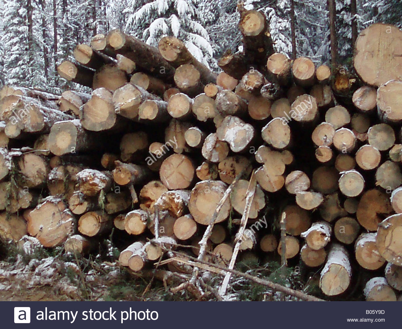Blue Stain Fungus Stock Photos & Blue Stain Fungus Stock Images Alamy