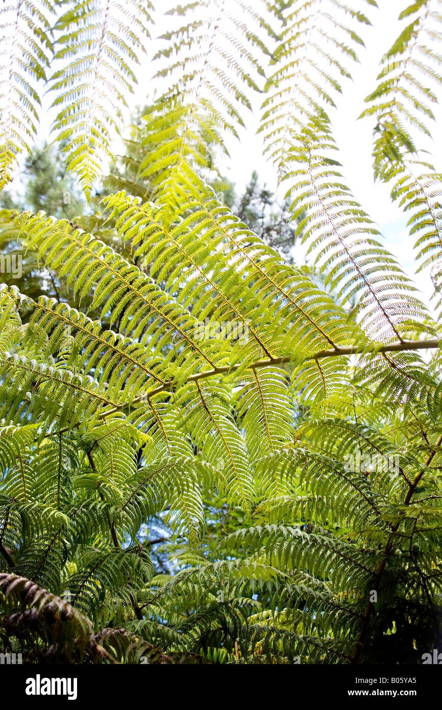 Ferns at the Cathedral Cove nature reserve Stock Photo