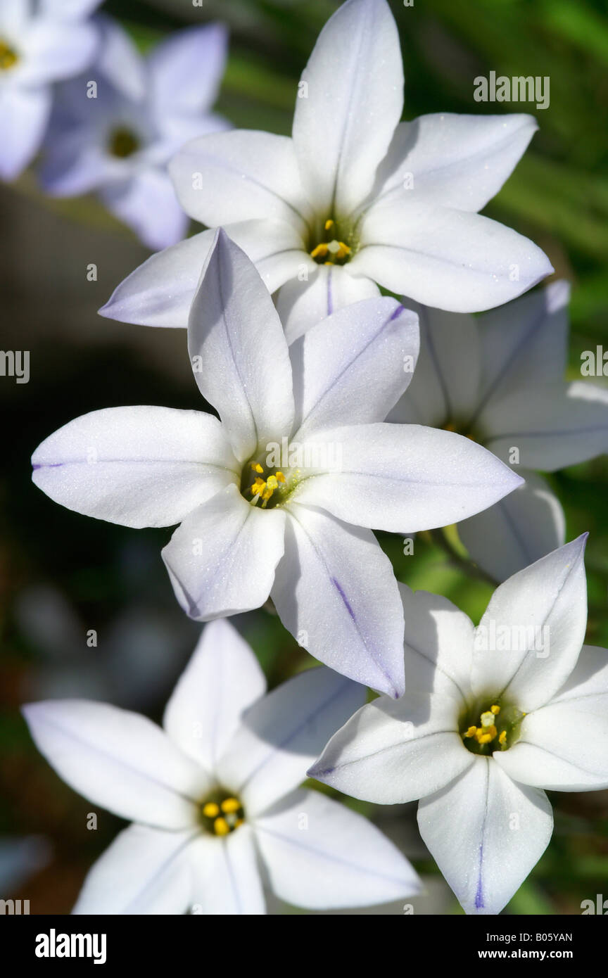 Blooming white plant detail close up spring outdoors flower Stock Photo