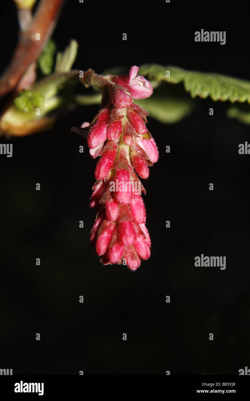 Flowering currant Ribes sanguineum Stock Photo