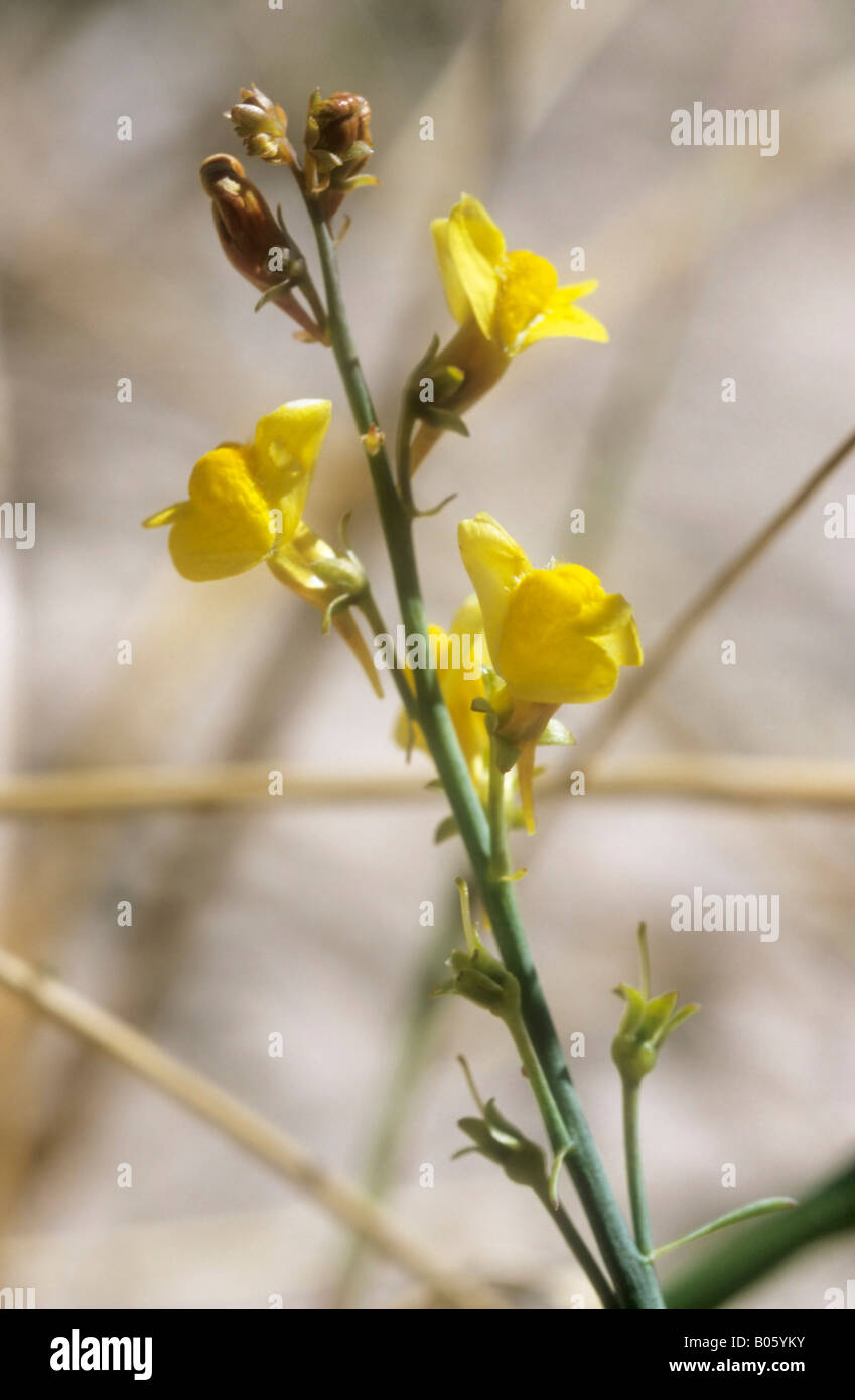 Baltica Toadflax Linaria loeselii Rare Endemic plant of Baltic sand dune coasts Stock Photo