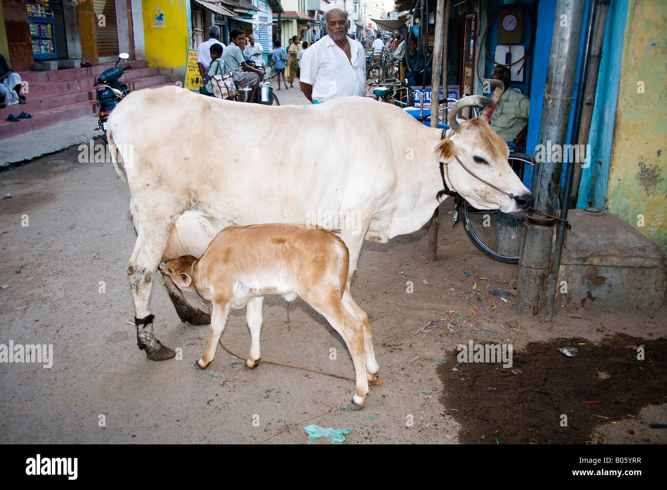 Cow suckling a calf in a street, Madurai, Tamil Nadu, India Stock Photo