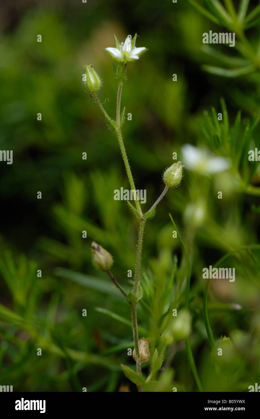 Thyme-leaved Sandwort, arenaria serpyllifolia Stock Photo