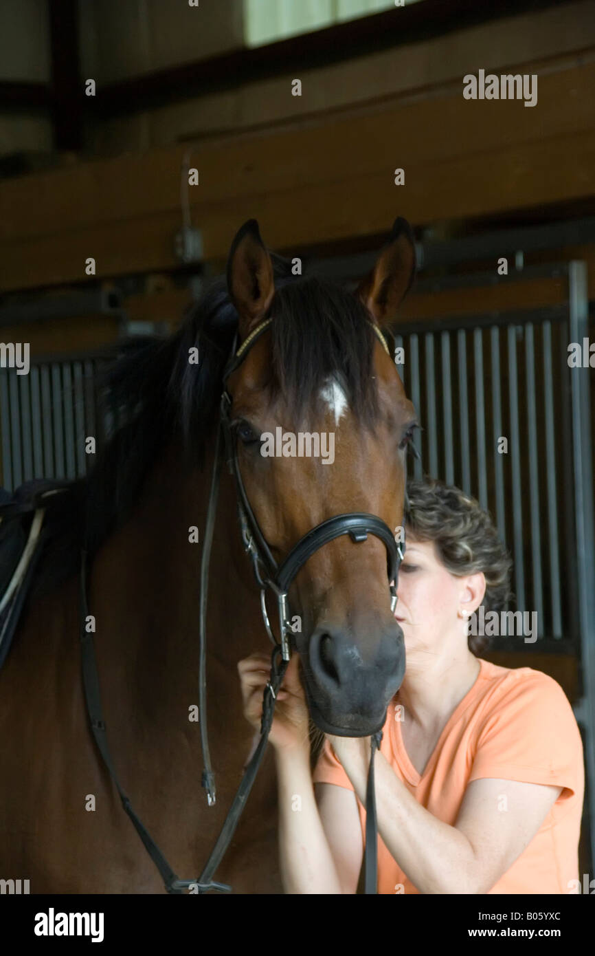 Close up of a bay thoroughbred/quarter horse with a white blaze being