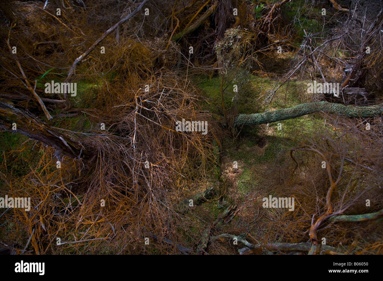 Moss and old decaying branches covered in moss and algae around thermal pools in Rotorua area, New Zealand. Stock Photo
