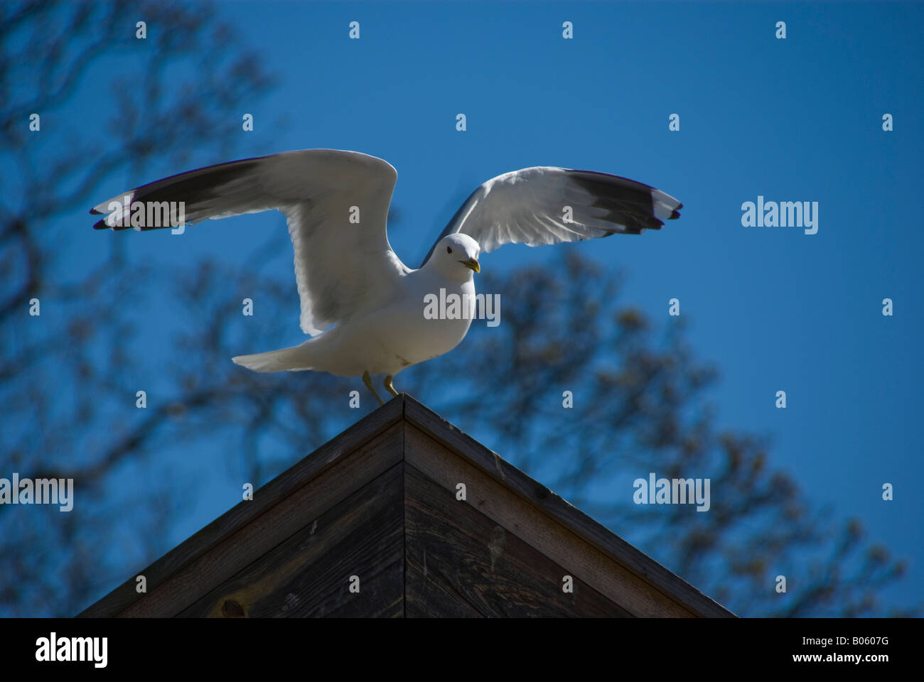A herring gull sitting on the ridge of a roof with it's wings spread Stock Photo