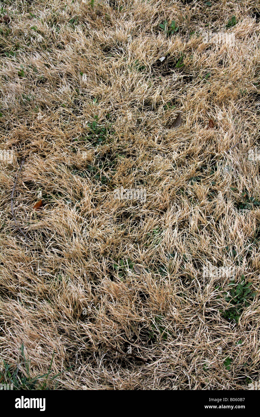 Buffalo grass hires stock photography and images Alamy