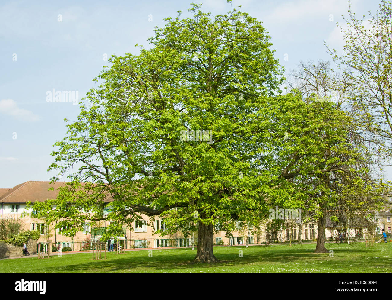 A mature Horse Chestnut tree, Aesculus hippocastanum in Spring leaf in