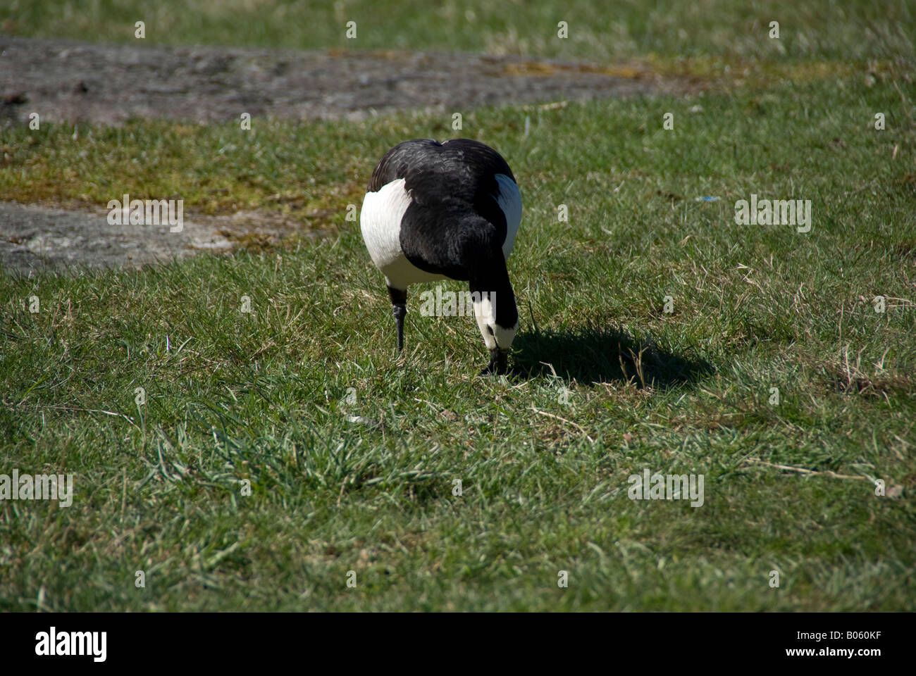 Barnacle goose on a grassy field Stock Photo