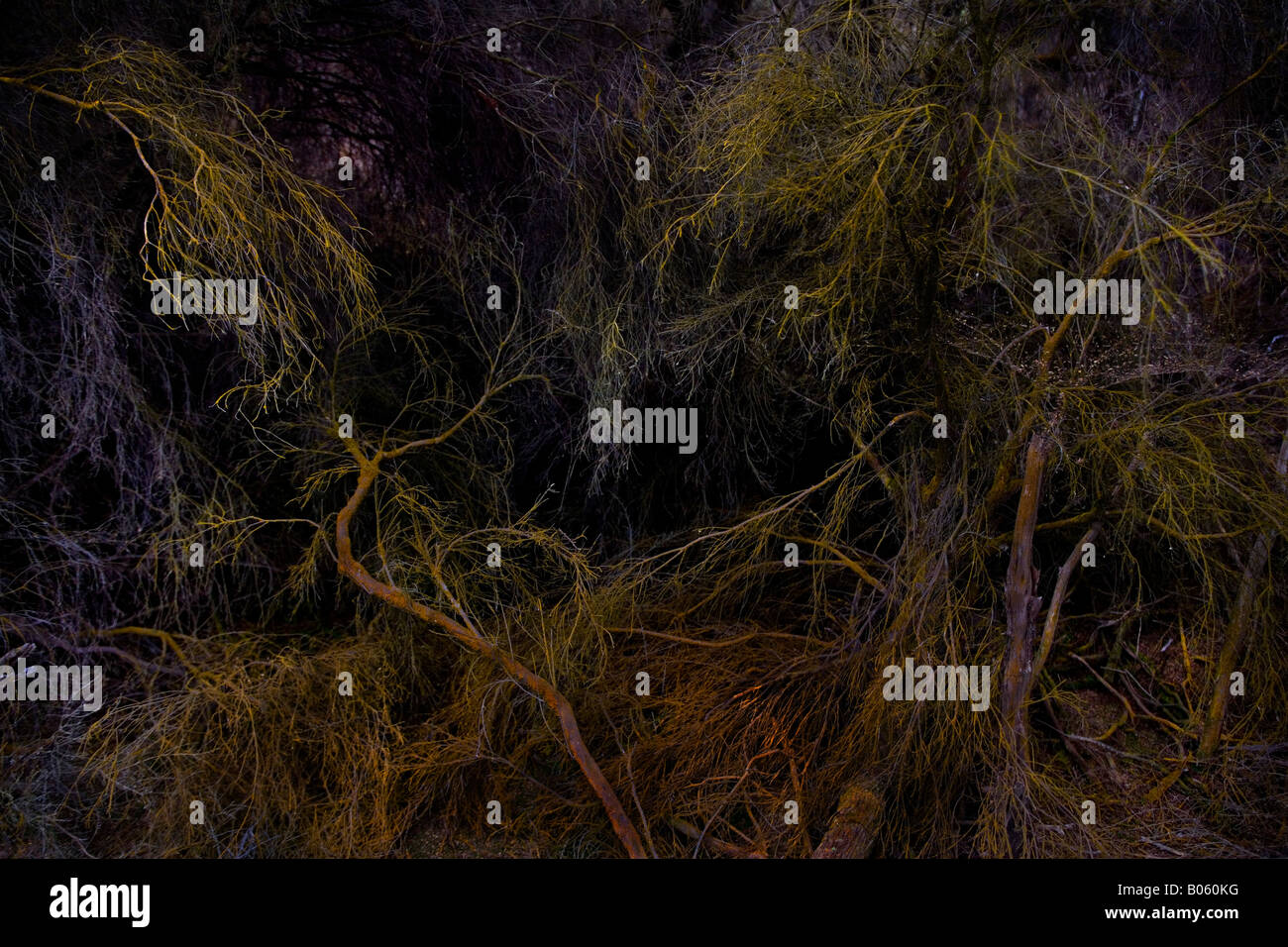 Moss and old decaying branches covered in moss and algae around thermal pools in Rotorua area, New Zealand. Stock Photo