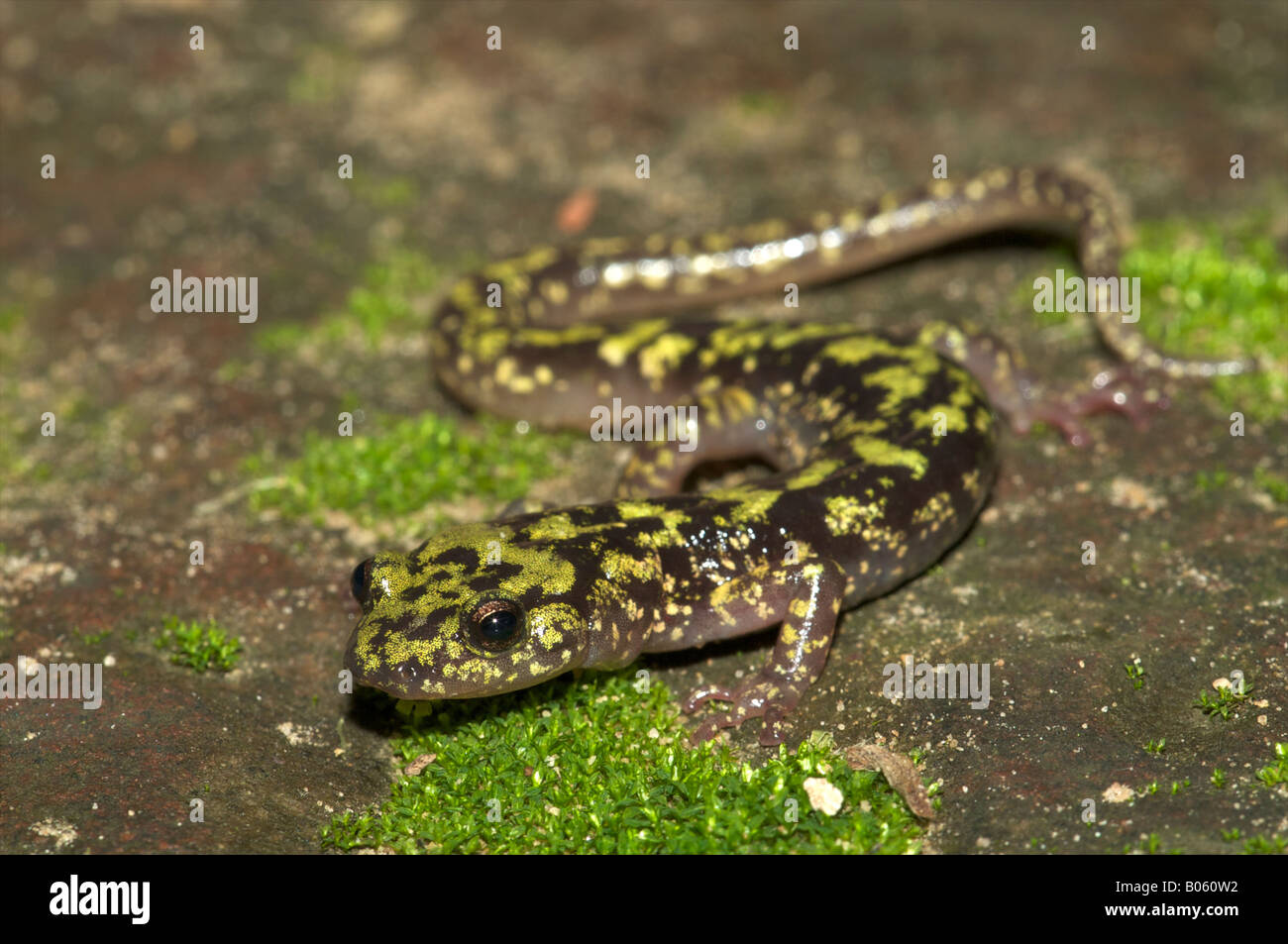 Green Salamander on a mossy rock Stock Photo