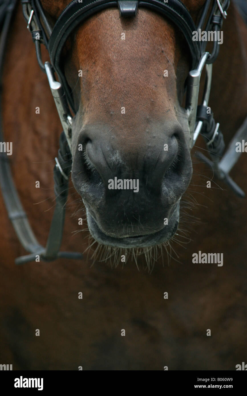 Horses mouth bit hires stock photography and images Alamy