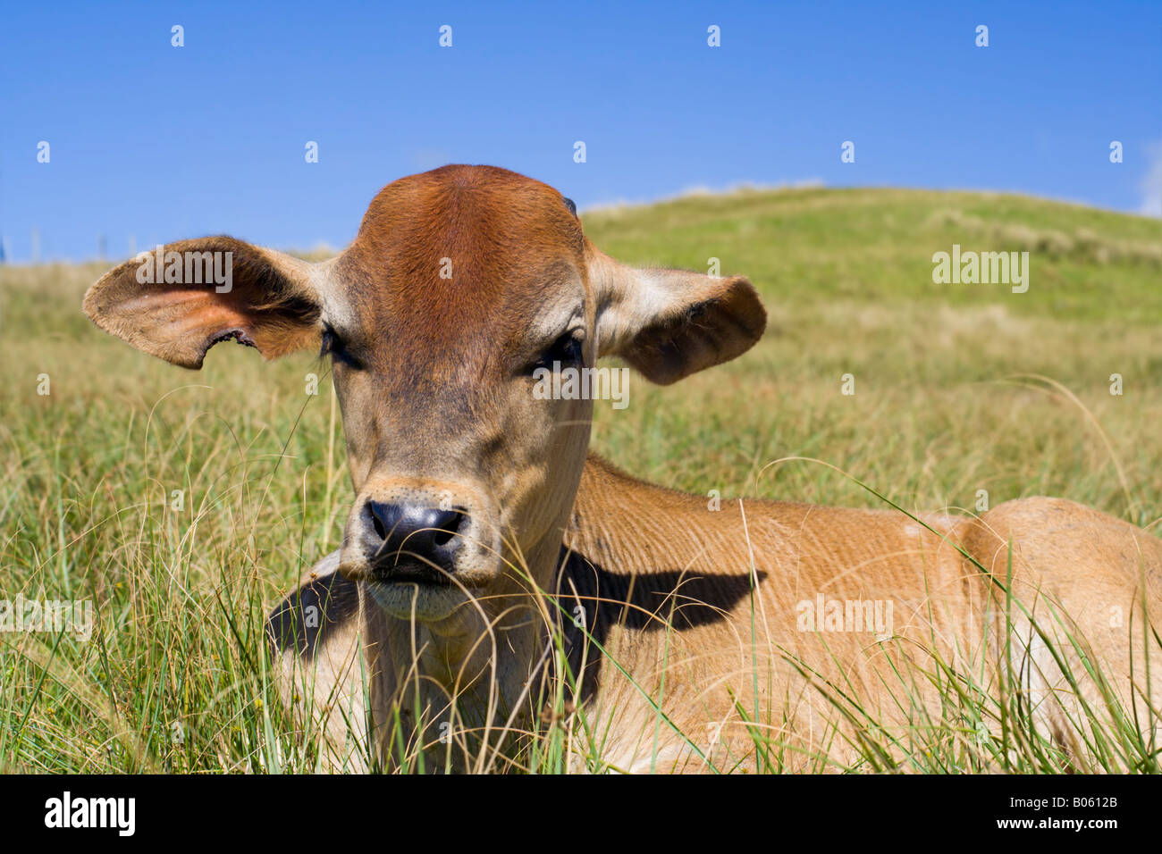 A cow calf rests in the grass Stock Photo - Alamy