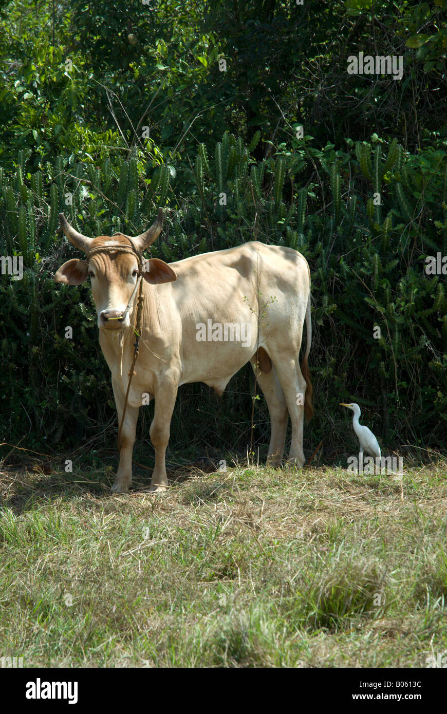 Cow with Cattle Egret in Peninsula de Zapata, Cuba. Stock Photo