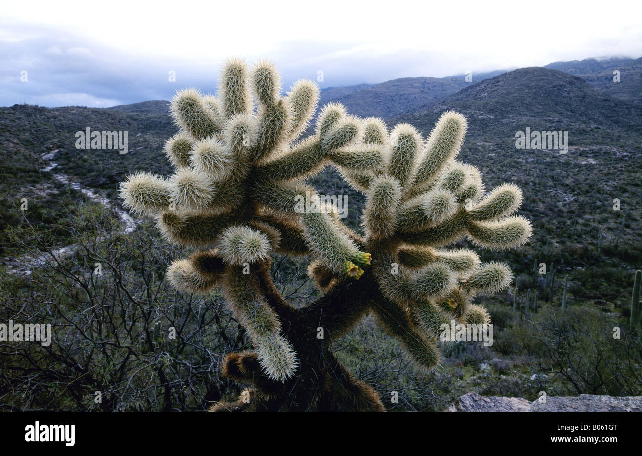 A teddybear cholla cactus also known as a jumping cactus in Saguaro