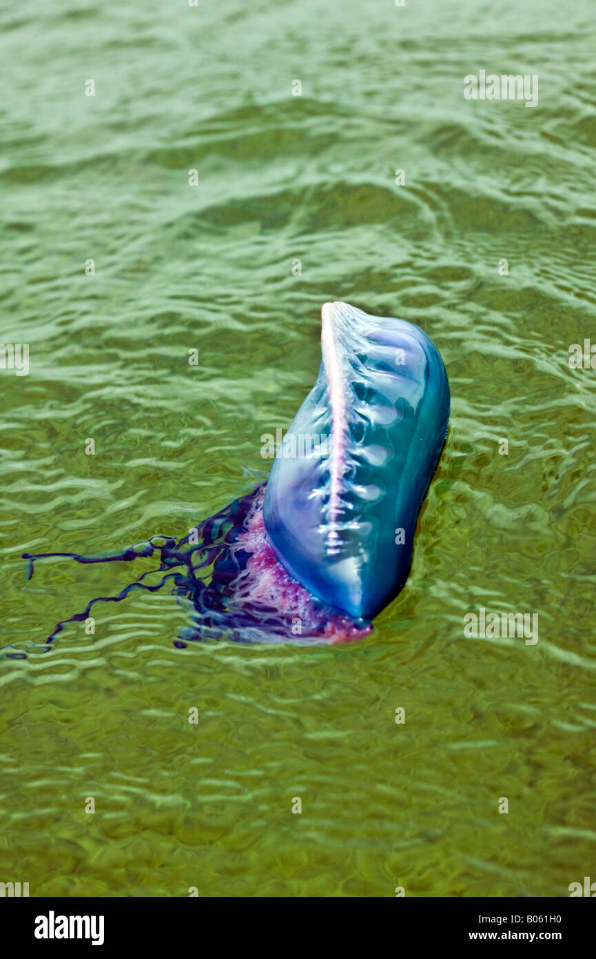 Portuguese man o war stinging jellyfish hi-res stock photography and ...