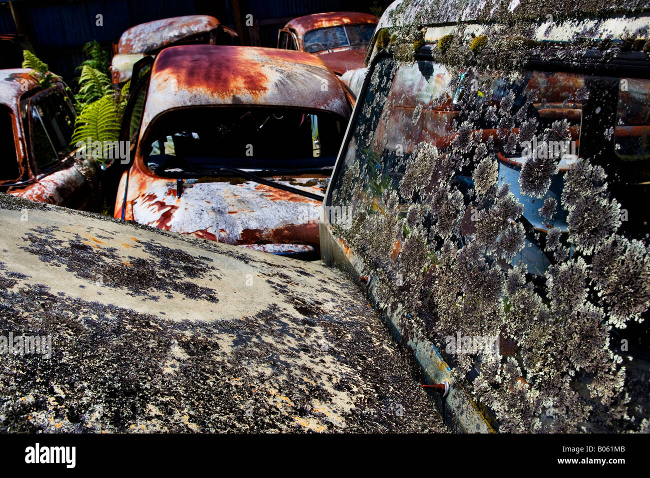 Old cars rusting and becoming overgrown at Smash Palace, Horopito Stock Photo