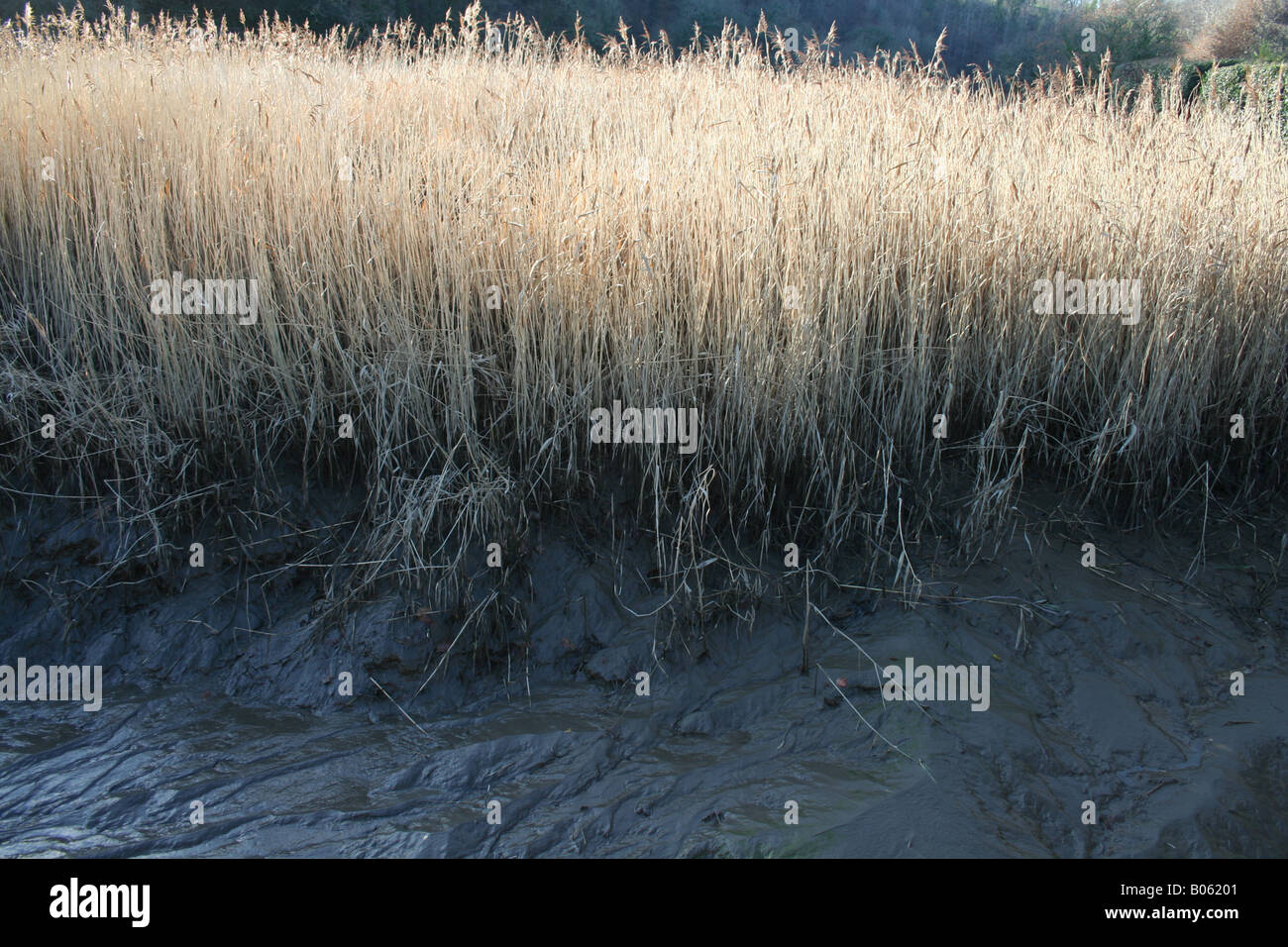 Winter grasses on mudflats, Cotehele, Cornwall Stock Photo