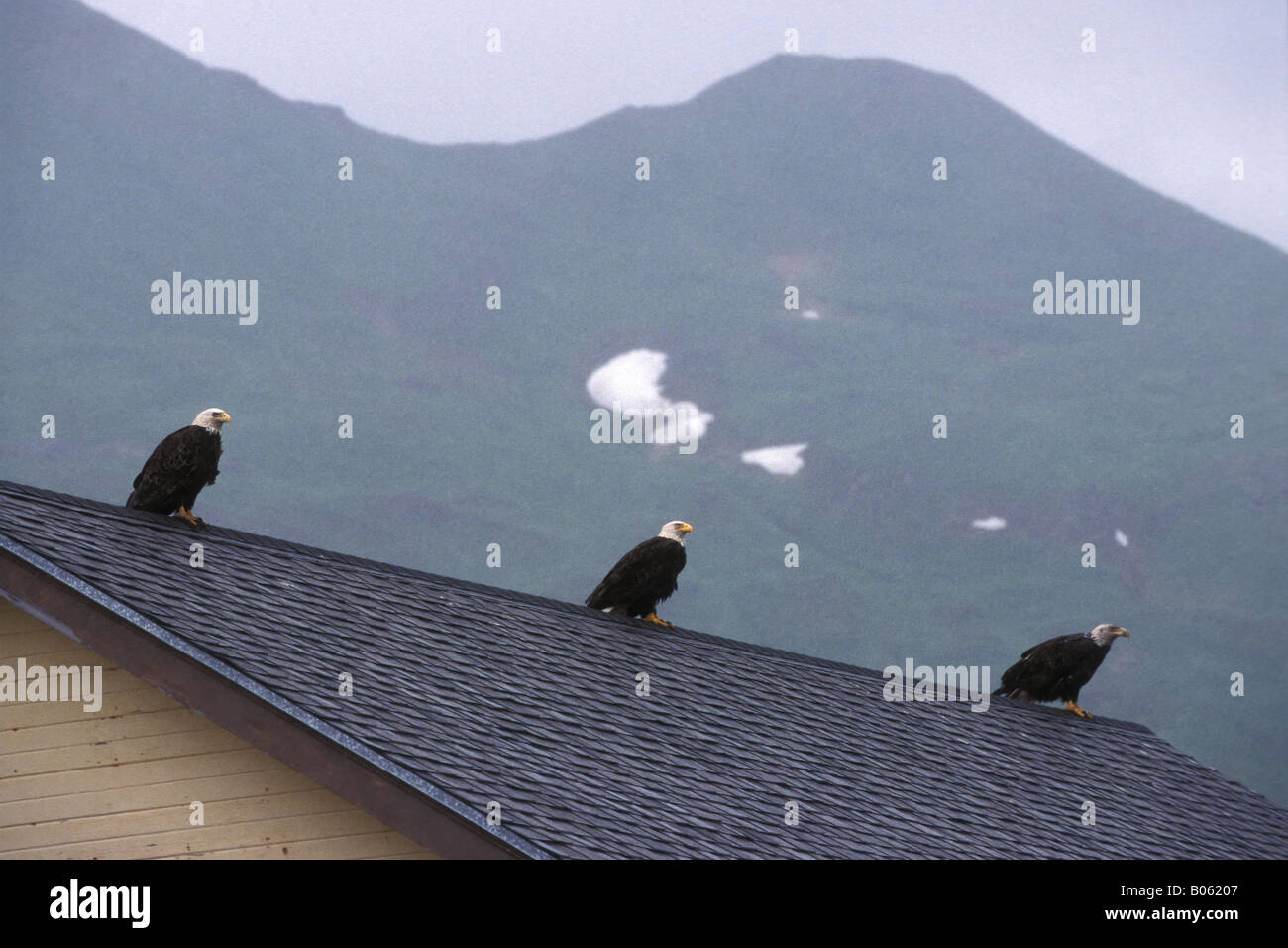 Bald eagles on a roof top, Dutch Harbor, Unalaska, Alaska Stock Photo