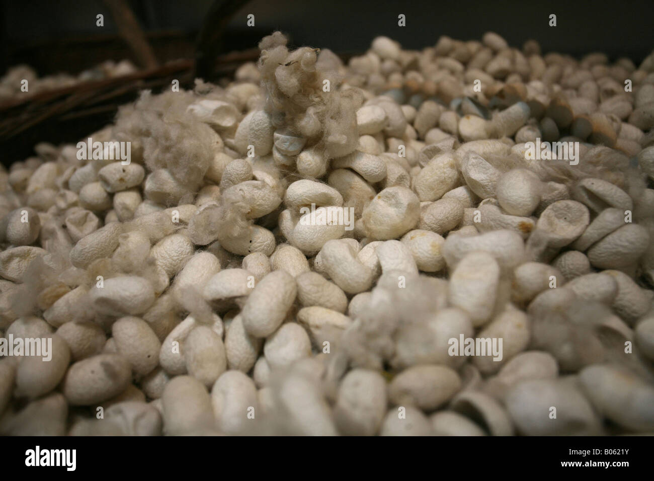 Raw silk from silk worms in a silk rug factory in Beijing, China. Stock Photo