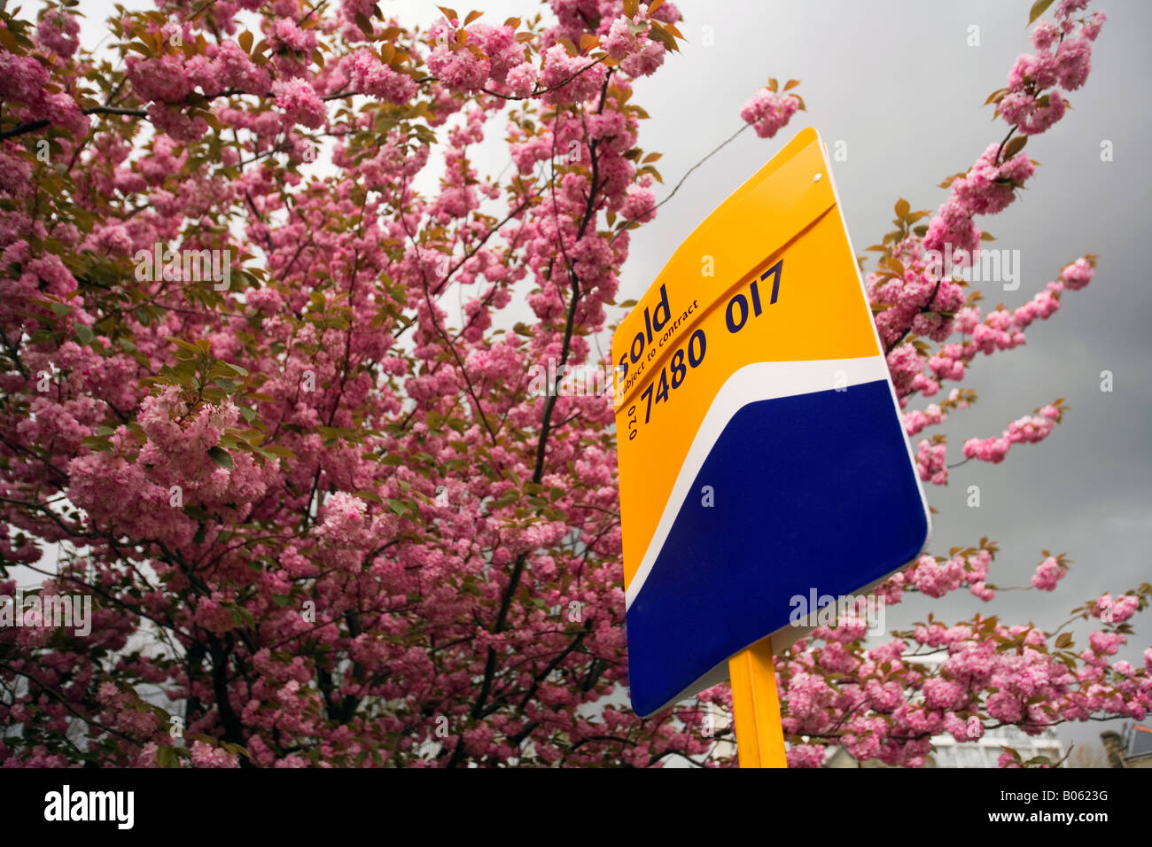 a 'house sold' board next to a blossom tree in london Stock Photo