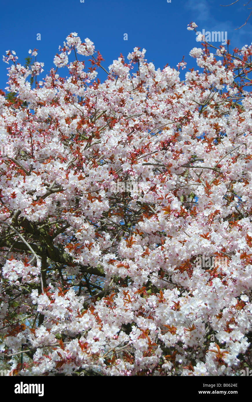 Spring blossom, Abbey Gardens, Bury St Edmunds, Suffolk, England, United Kingdom Stock Photo